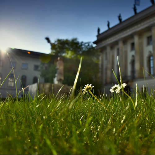 Closeup of grass and sun