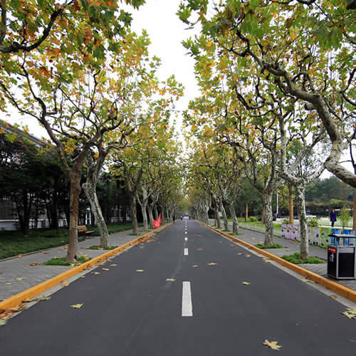 Fundan Guanghua Avenue Photo