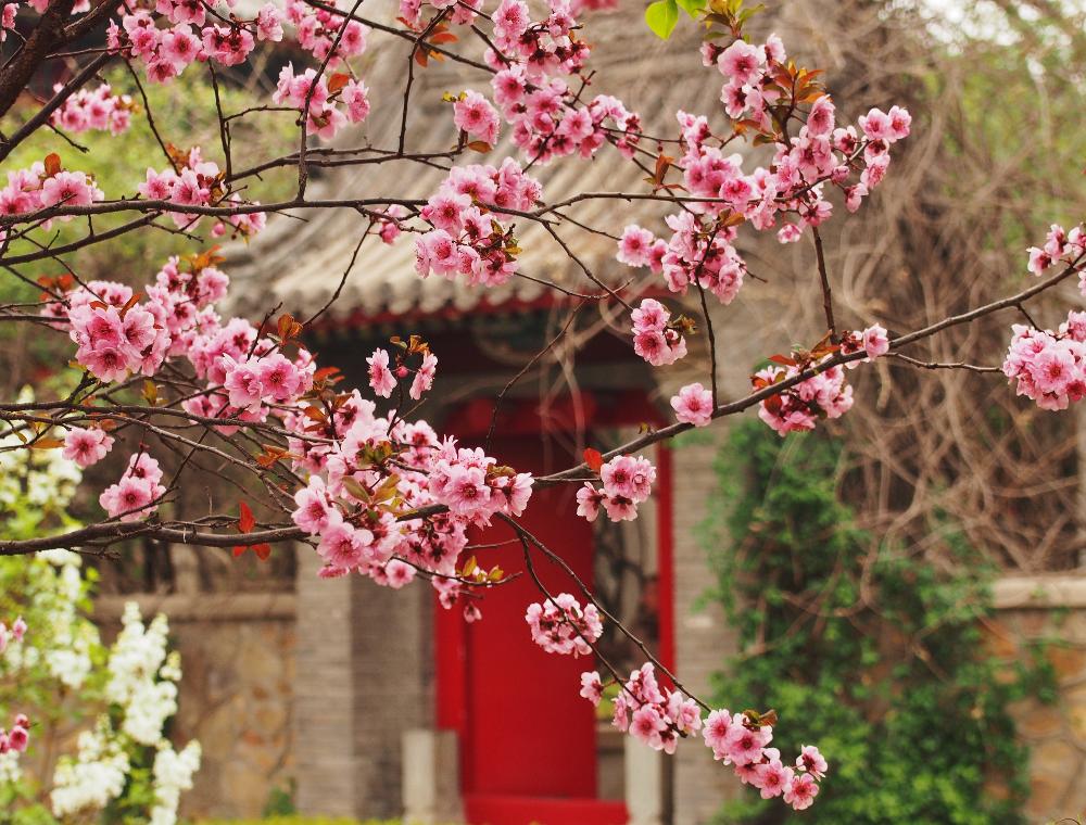 Peking Flower